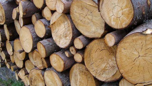 Pine Logs Aging preparing to be milled
