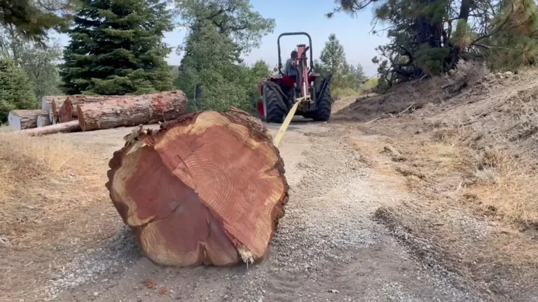 Redwood tree being hauled to the mill