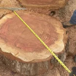 Redwood Cookie