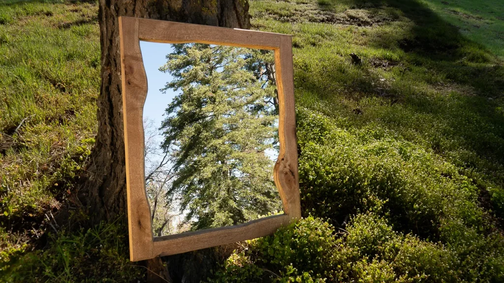 Custom live edge mirror placed at the bottom of a tree reflecting the forest around it