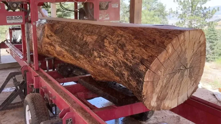 Huge Oak Tree being milled