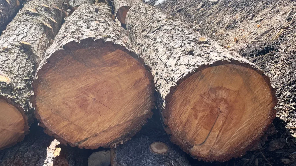 Fir trees being aged and readied for the mill