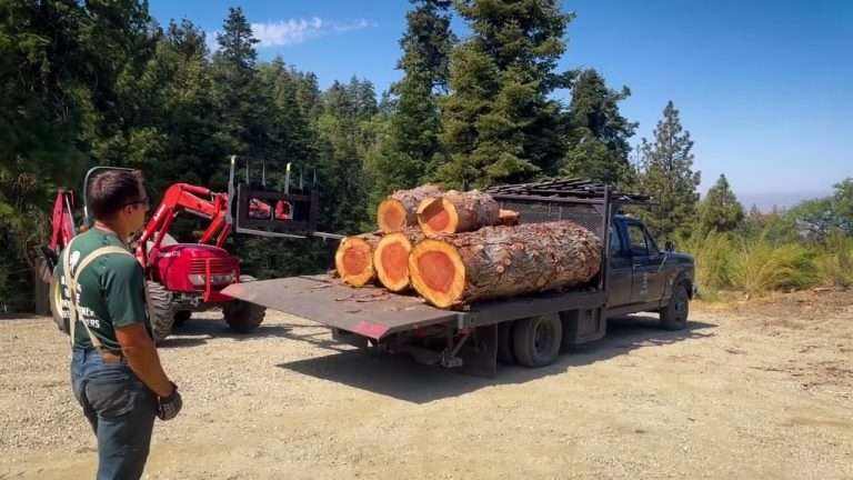 Image for From Forest to Furniture: Crafting Masterpieces from Giant Redwood Trees 🌲🪵 | Mountain Dog Millworks