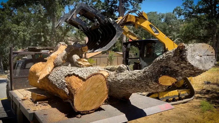 Loading Harvested and Fallen Trees for trip to the MillTrees