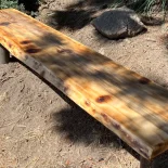 Outdoor Bench under a tree in dappled daylight