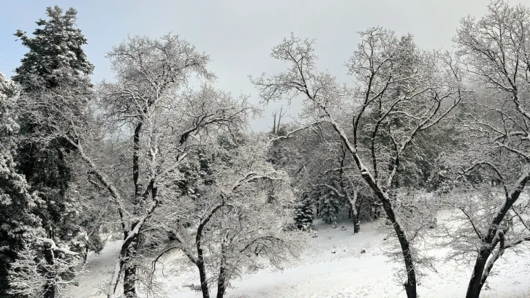 Forest scene Snow Wide