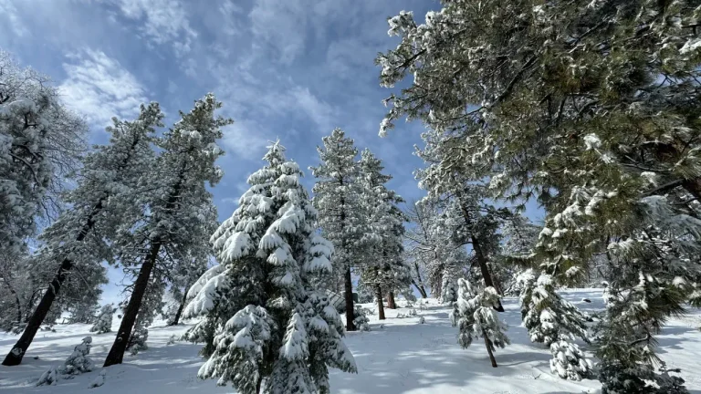 Mountain Side Trees Snow Covered