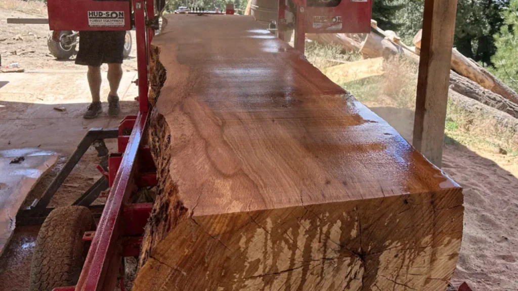 Oak tree being milled