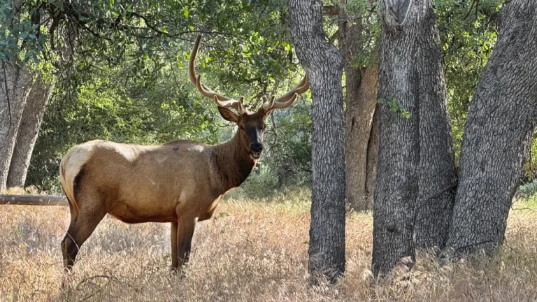 Elk standing in the forest next to trees