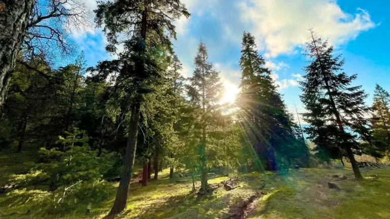 Sun Through Trees in the forest
