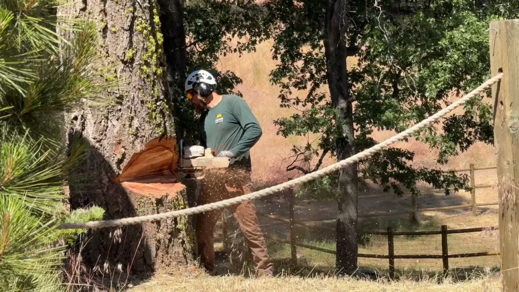 Felling Pine Tree