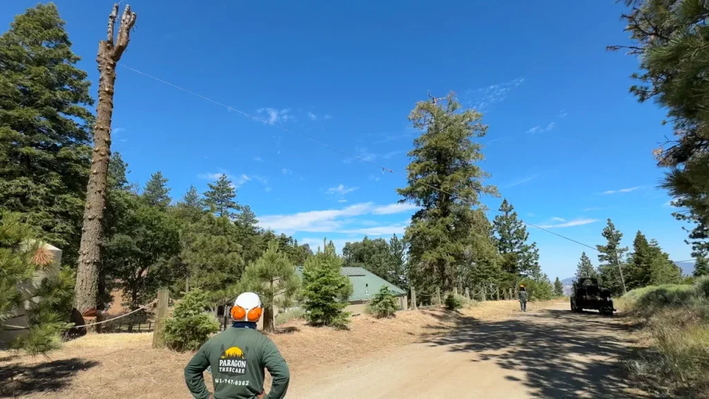 Felling Pine Tree