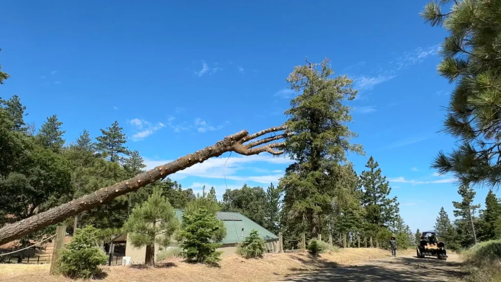 Felling Pine Tree