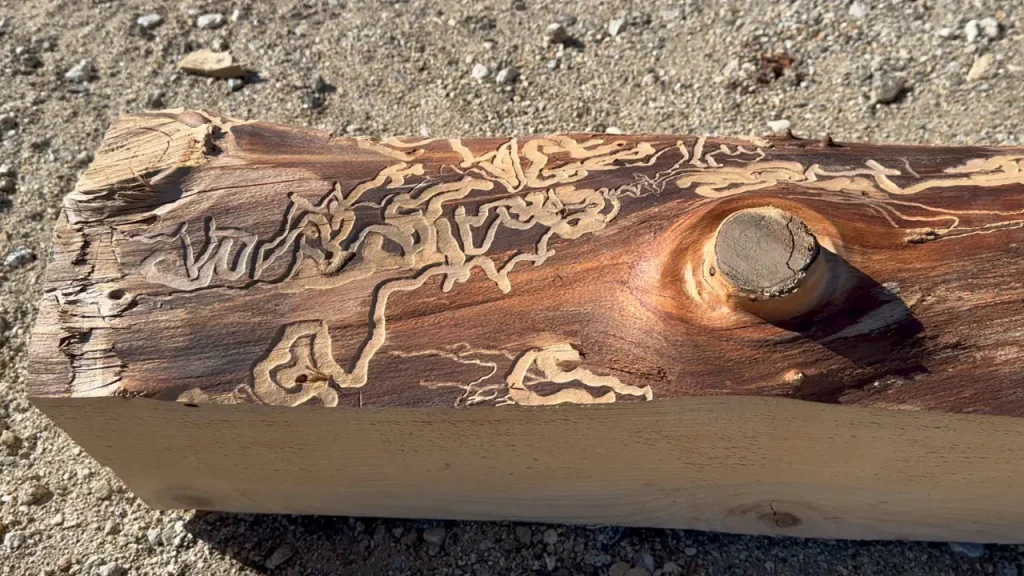 Live Edge Beam detail