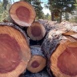 redwood logs piled up and stored for the aging process