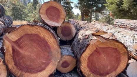 redwood logs piled up and stored for the aging process redwood logs piled up and stored for the aging process