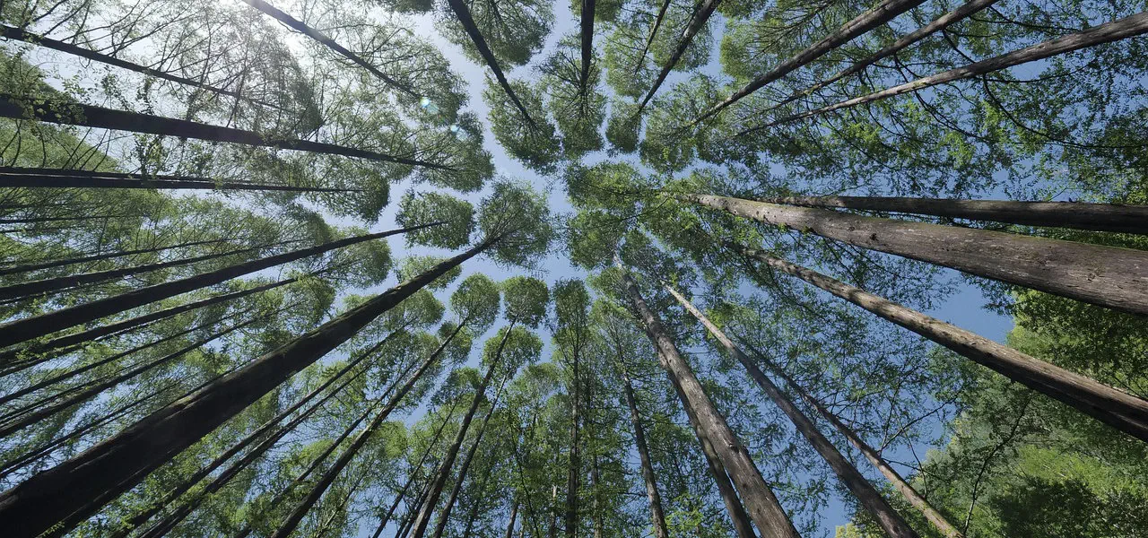 Tree Canopy looking towards the sky