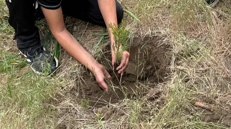 Planting a Tree Nurturing a business