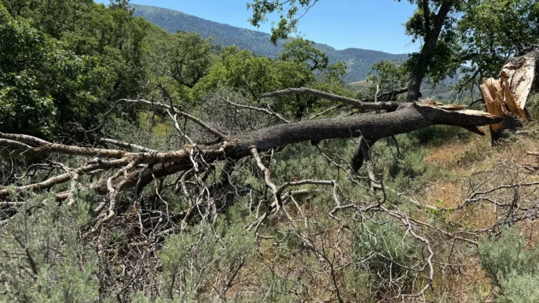 Guide to Salvaging and Milling Logs