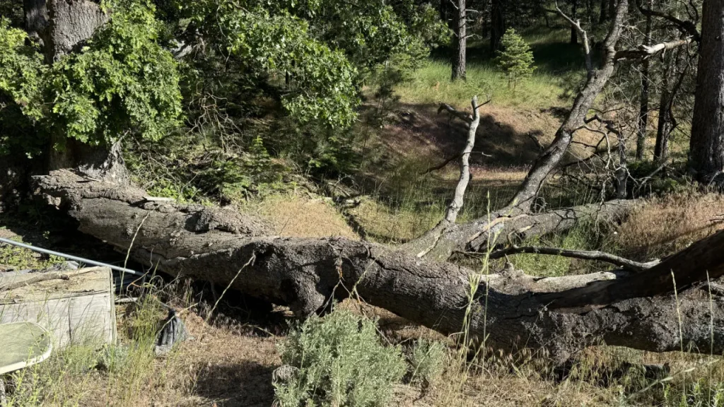 Fallen Tree to be aged and milled