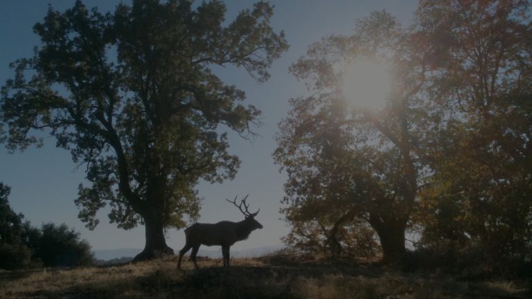 Elk hilltop sun shining