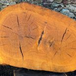 Cookie oval oak