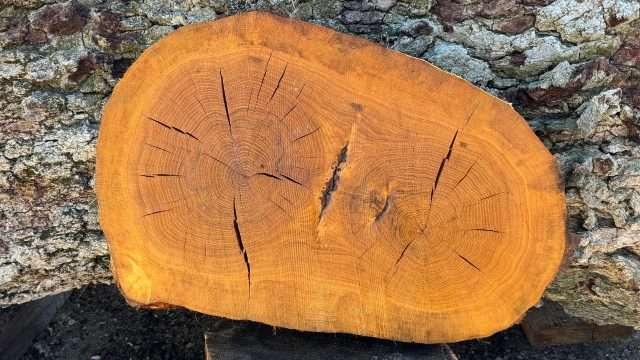 Cookie oval oak