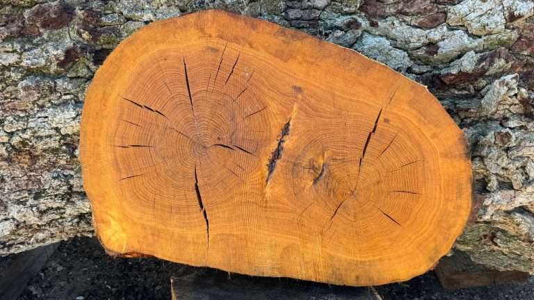 Cookie oval oak