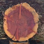 Redwood Cookie