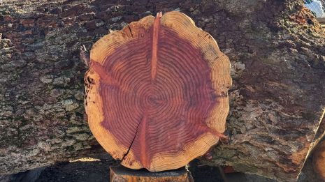 Redwood Cookie Redwood Cookie