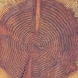 Redwood Cookie