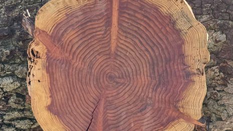 Redwood Cookie Redwood Cookie