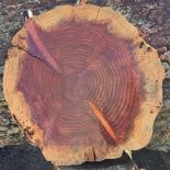 Redwood Cookie