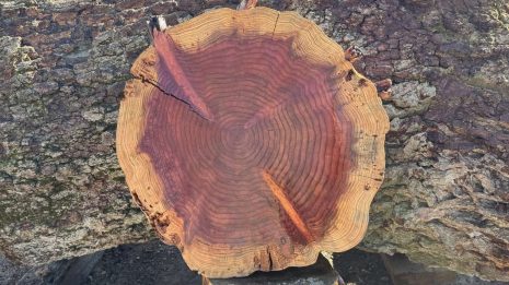 Redwood Cookie Redwood Cookie