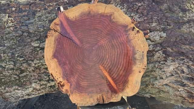Redwood Cookie