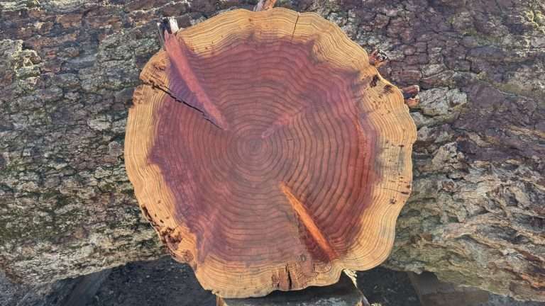 Redwood Cookie