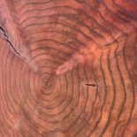 Redwood Cookie