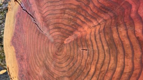 Redwood Cookie Redwood Cookie