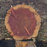 Redwood Cookie
