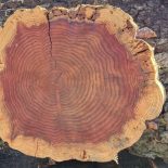 Redwood Cookie
