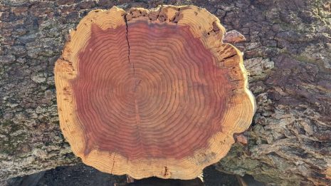 Redwood Cookie Redwood Cookie
