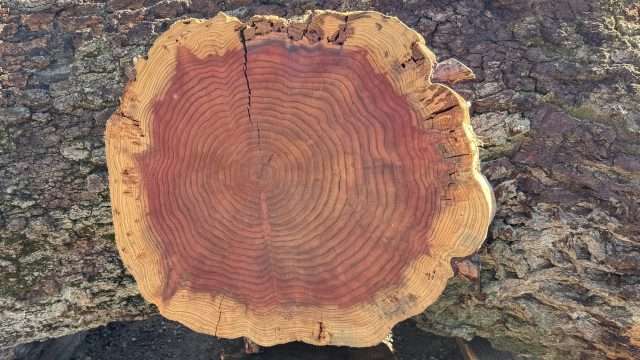 Redwood Cookie