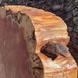Redwood Cookie