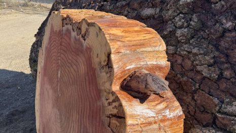 Redwood Cookie Redwood Cookie