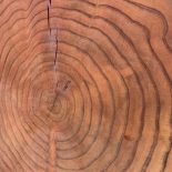 Redwood Cookie