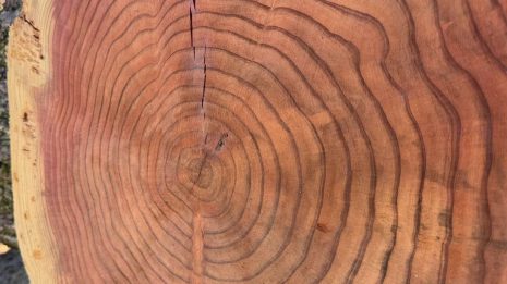 Redwood Cookie Redwood Cookie
