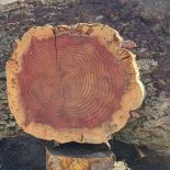 Redwood Cookie