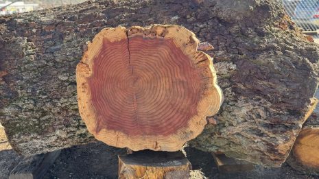 Redwood Cookie Redwood Cookie