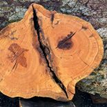 Oak Cookie 3004