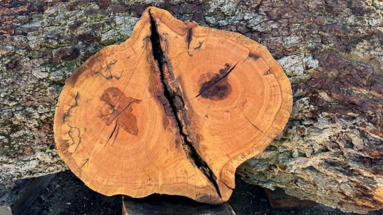Oak Cookie 3004